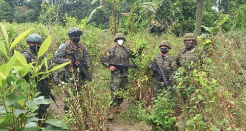 Fuerzas Armadas Localizaron Mil Plantas De Coca En Sucumb Os