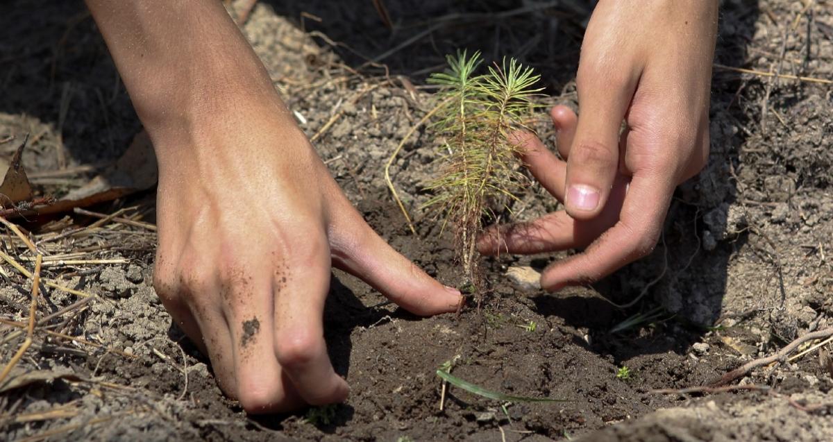 Provincias Amaz Nicas Plantar N Mil Rboles El Oriente Ecuador