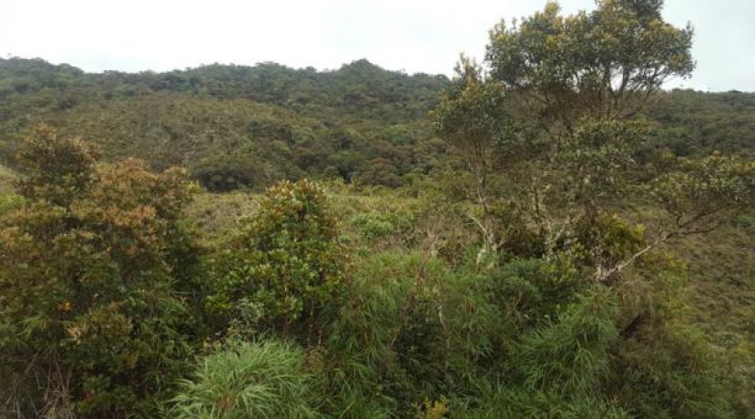 El bosque está ubicado a 40 minutos de Jima, en la vecina parroquia San Miguel de Cuyes, cantón Gualaquiza, Morona Santiago. Foto: El Comercio