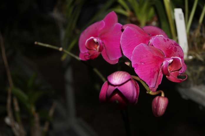 Orquídeas, un tesoro escondido en la Amazonía ecuatoriana | Juicio Crudo