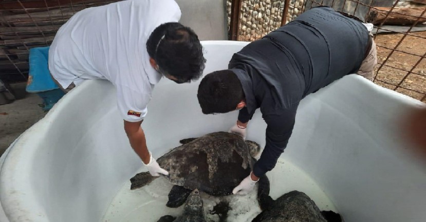 Rescatadas cinco tortugas marinas / Cortesía del Ministerio de Ambiente