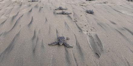 Nacen en Ecuador las primeras tortugas marinas laúd en cuatro décadas