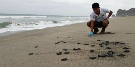 Más de 9.000 tortugas marinas golfina nacieron en Las Palmas