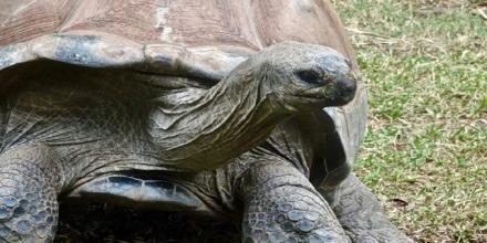 3 personas fueron condenadas a prisión por transportar especies protegidas de Galápagos