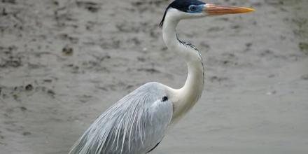 En Cuyabeno, habita la garza más grande de Sudamérica 