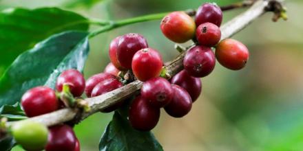 Crisis cafetera: emergencia climática y costos elevan los precios