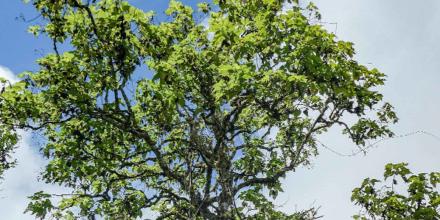 Expertos avanzan en proyecto para salvar planta endémica de Galápagos