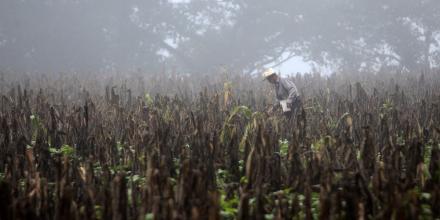 El Niño puede aumentar la malnutrición y las epidemias en Latinoamérica, advierte la OMS