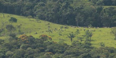 Colombia: La deforestación está devastando la selva 