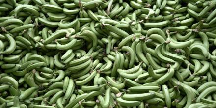 Ecuador, primer exportador mundial de banano, abre 2025 con incremento del 2,43 %