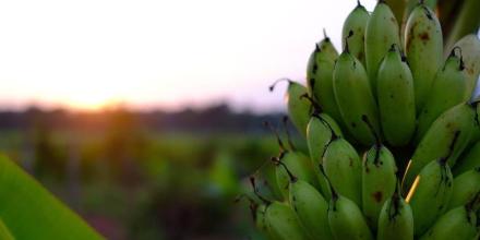 La Cumbre de Banano 2025 se llevará a cabo en Guayaquil 