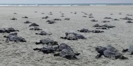 Nacen 78 tortugas golfinas en una playa del norte de Ecuador