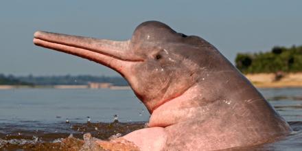 La población de delfines rosados en la Amazonía colombiana va en declive 