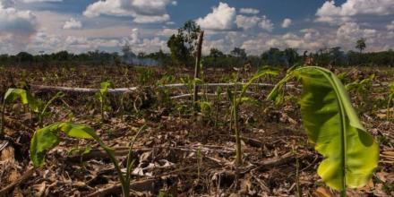 Perú: El modelo agrícola impulsa la deforestación en la Amazonía 