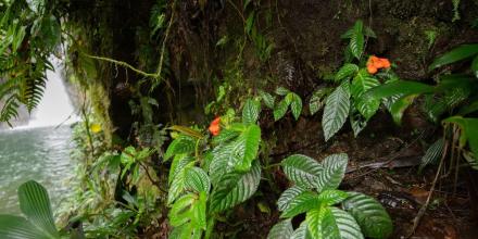 Planta endémica que se creía extinta es identificada luego de 40 años