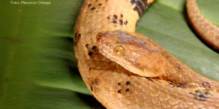 Nueva especie de serpiente boa endémica fue descubierta en la Amazonía ecuatoriana