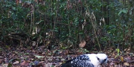 Logran fotos y videos inéditos de las especies del Cuyabeno