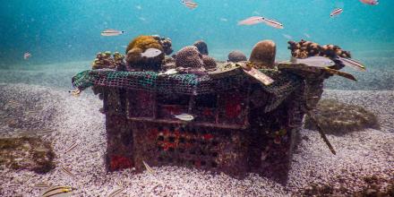 Proyecto de siembra de corales busca restaurar ecosistemas en Islas Galápagos