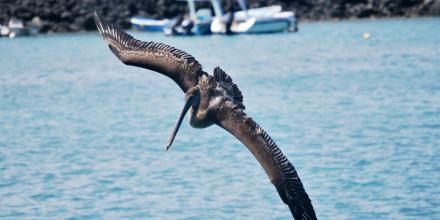 Con canjes de deuda, Ecuador espera $ 920 millones para Galápagos y Amazonía