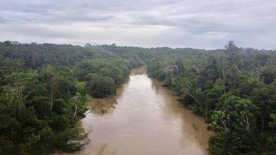 La Amazonia ecuatoriana es reconocida por sus extraordinarios niveles de diversidad arbórea, con un estimado de 5.400 especies de árboles para toda la región, y más de 650 especies dentro de una sola hectárea.