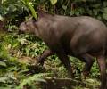 La gastronomía kichwa incluye tapires, guatusas, guantas y armadillos