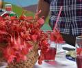 Zamora Chinchipe: Tutupali es la capital de la begonia