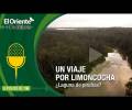 La Voz de la Amazonía: Un Viaje por Limoncocha ¿Laguna de pirañas?