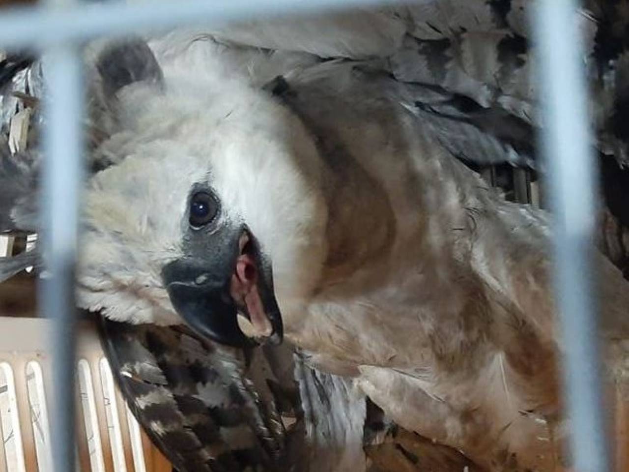 Águila arpía es rescatada en Pacayacu, Ecuador | El Oriente, Ecuador