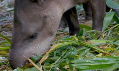 El tapir, la guatusa, la guanta y el armadillo son las especies más amenazadas debido a la destrucción de su hábitat / Foto: cortesía