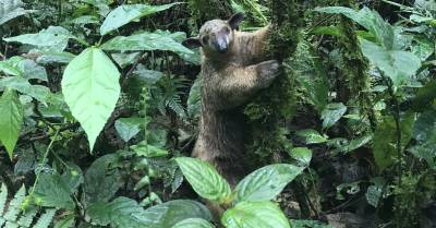 Se destinará 450 millones de dólares a la conservación de Galápagos / Foto: El Oriente