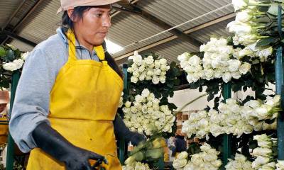 El sector florícola está preocupado por la falta de fertilizantes rusos / Foto: EFE