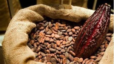 Los precios del cacao han registrado un incremento de casi el 200 % / Foto: cortesía 