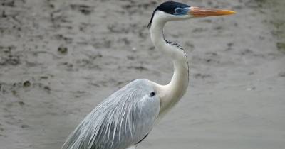 La  garza cocoi contribuye a regular las poblaciones de peces y otros organismos acuáticos / Foto: cortesía Aves del Ecuador