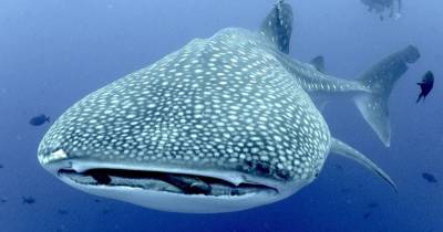 Este esfuerzo es parte del Galapagos Whale Shark Project / Foto: cortesía Metropolitan Touring