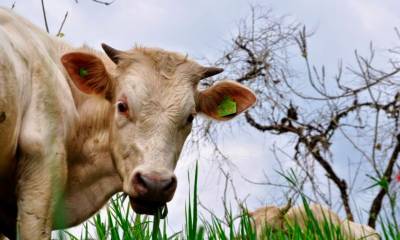 Las autoridades locales y los productores están comprometidos a reducir los riesgos de la rabia bovina / Foto: cortesía Zamora Chinchipe