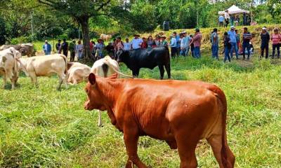 100 productores participaron en un día de campo sobre ganadería regenerativa / Foto: cortesía MAG