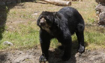 El oso andino, también conocido como oso de anteojos, se ubica dentro de la Lista Roja de Mamíferos del Ecuador y se lo cataloga "En Peligro" / Foto: cortesía ZooQuito