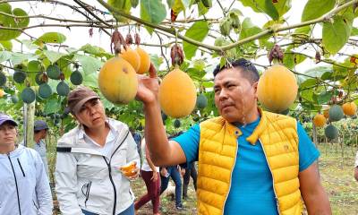 9 mil kilogramos han sido exportados en las últimas semanas/ Foto: cortesía FAO