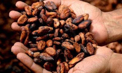 "La volatilidad que hoy tiene el cacao se compara con mercados como el bitcóin" / Foto: cortesía