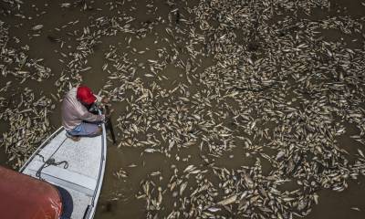 Miles de peces muertos aparecieron flotando este jueves en las lagunas de la Reserva Ambiental de Desarrollo Sostenible del Lago do Piranha, en Manacapuru/ Foto: cortesía EFE