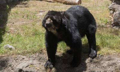 Este oso de anteojos se encuentra temporalmente acogido en el Zoológico de Quito / Foto: cortesía 