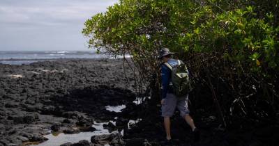 Los manglares de Galápagos representan apenas el 0,03 % de los manglares a nivel mundial / Foto: EFE