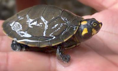 Ciudadano fue sentenciado por tenencia ilegal de tortugas charapas en Imbabura / Foto: cortesía ministerio Ambiente