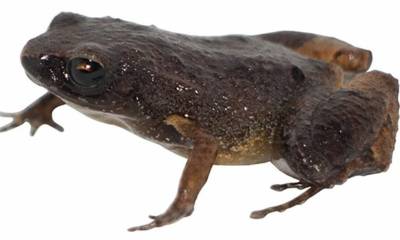 Esta rana es del género noblella y los investigadores la denominaron como 'noblella arutam' / Foto: cortesía USFQ