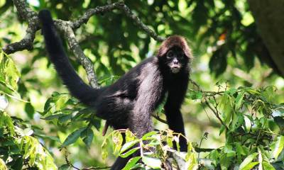 Este primate, actualmente considerado uno de los más amenazados del mundo, enfrenta riesgos significativos/ Foto: cortesía