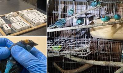 De las 22 aves retenidas, siete han muerto / Foto: cortesía MAATE
