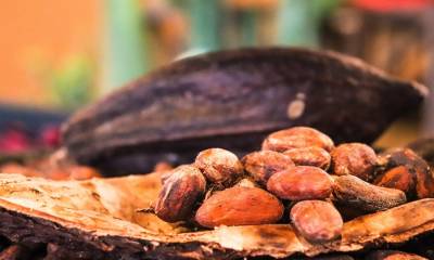 Se espera que Ecuador cierre el año con exportaciones de cacao por más de 437 mil toneladas métricas / Foto: Pixabay