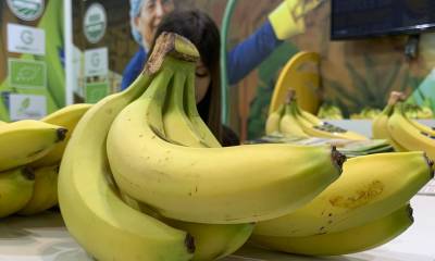 A pesar de las dificultades, el sector bananero ecuatoriano tiene la capacidad de fortalecerse / Foto: EFE