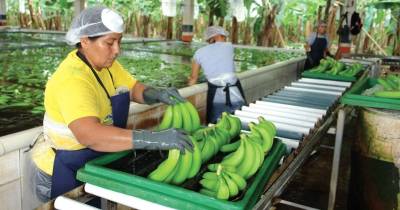 Las principales caídas en los envíos de banano se registraron en Asia Central, Rusia y Reino Unido / Foto: EFE 