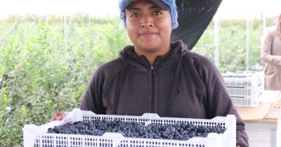 La planta de producción de arándanos de Ecuablue está en Yaruquí / Foto: cortesía Ministerio de Producción